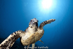 Hawksbill turtle taken in full flight behind Thomas Reef. by Stephan Kerkhofs 
